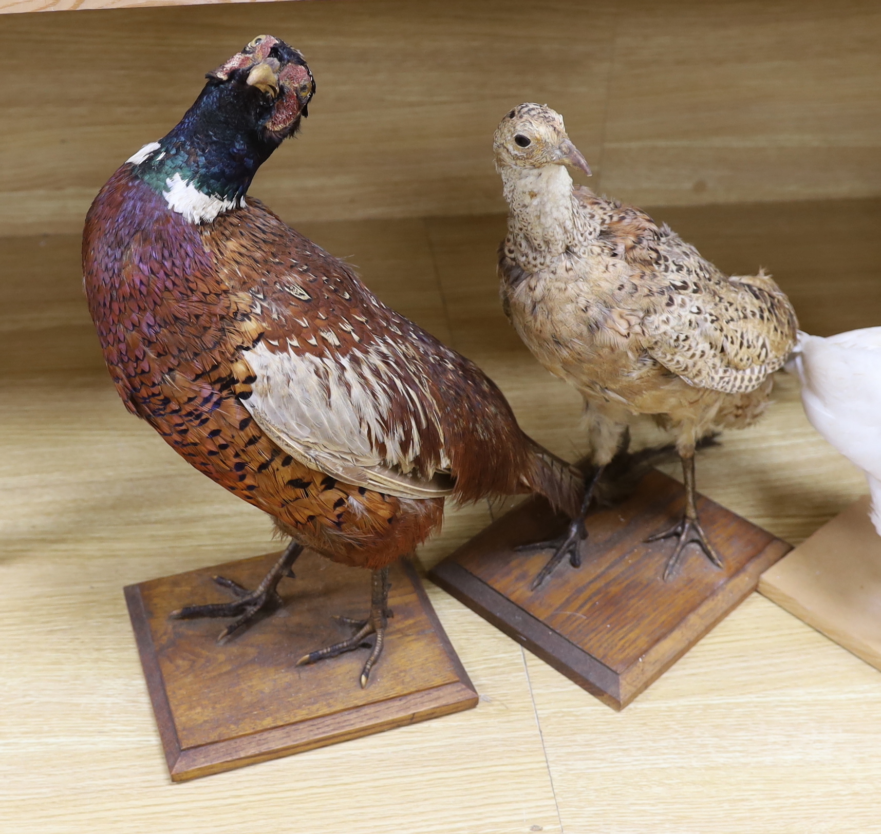 Four taxidermy birds: two pheasants, an albino pheasant and a diver, tallest 43cm high